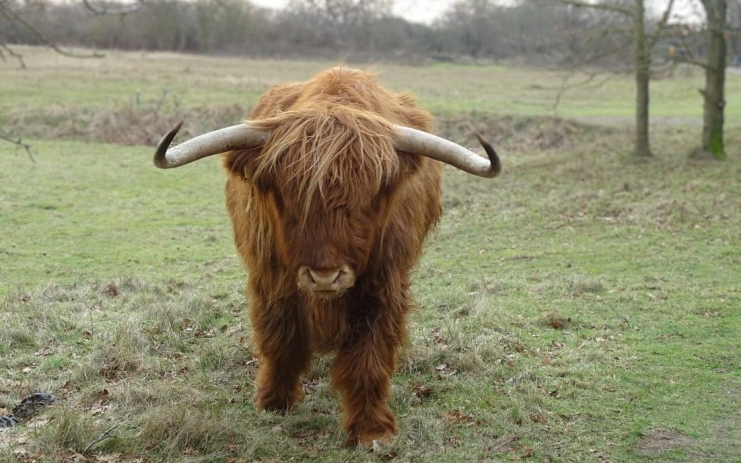 Wandeling in het Noordhollands Duinreservaat – Winter of lente?
