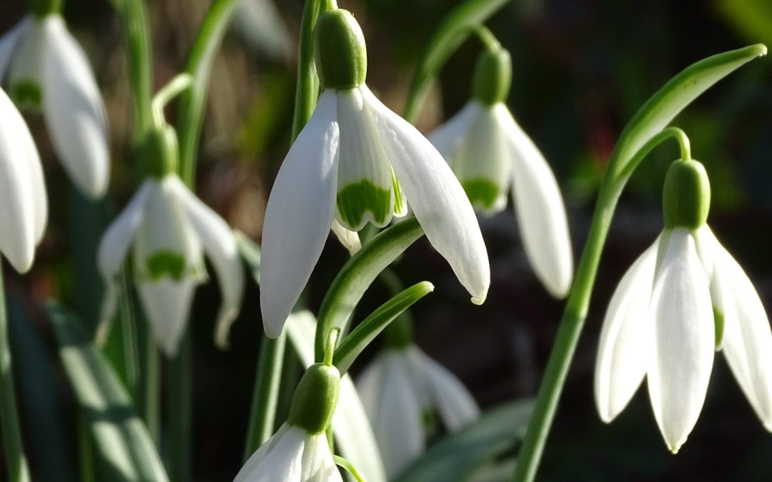 De Laatste Wintergasten – Wandeling op Zondag 2 Maart 2025