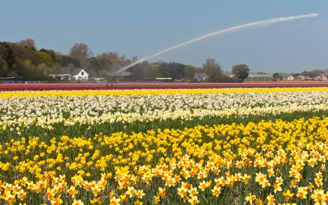 Gemeente Bergen start pilot voor biologische bollenteelt