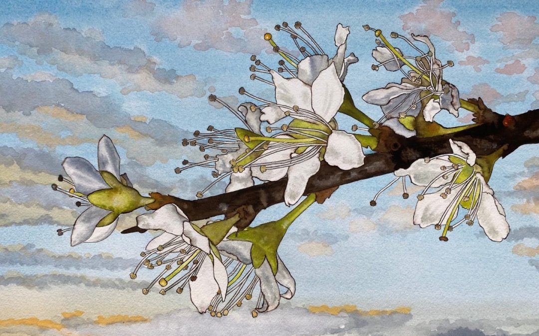 Cursus bloemschilderen in aquarel door Peter Lassooy