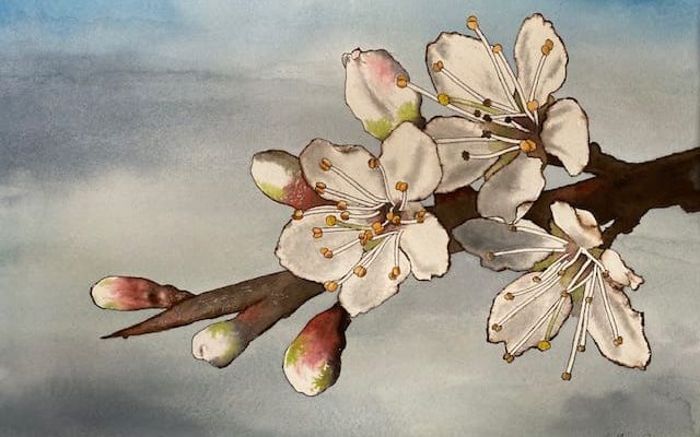 Cursus bloemschilderen in aquarel