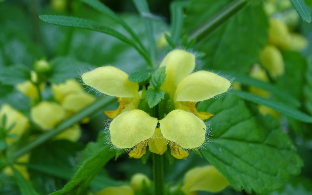 Stinzenplantenfeest in de Wimmenummerduinen – 6 april 2025