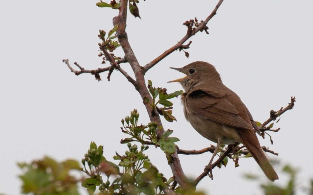 Op zoek naar de nachtegaal in de Wimmenummerduinen op zondag 4 mei