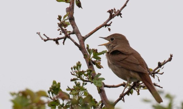 Op zoek naar de nachtegaal in de Wimmenummerduinen op zondag 4 mei