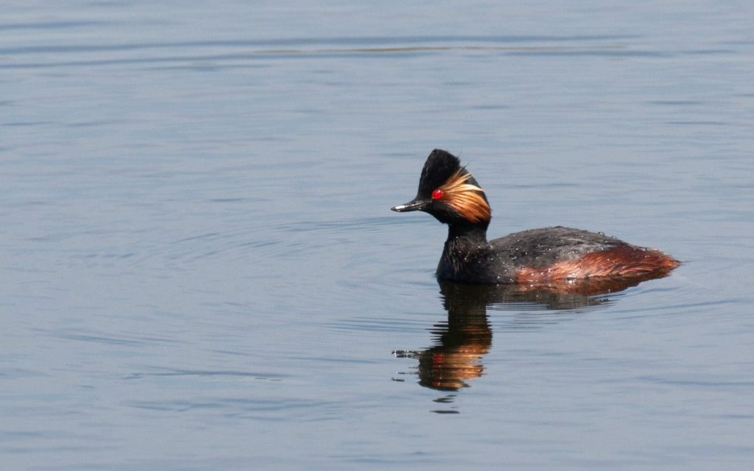 Vogels spotten met Moeders en Kuikens in de duinen op zondag 1 juni 2025