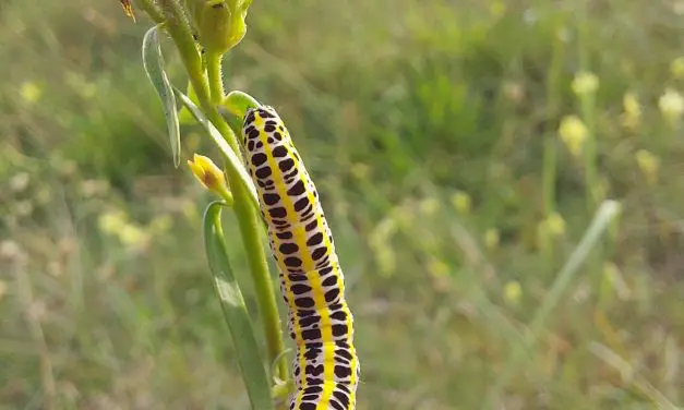 Mei horen en zien in de duinen